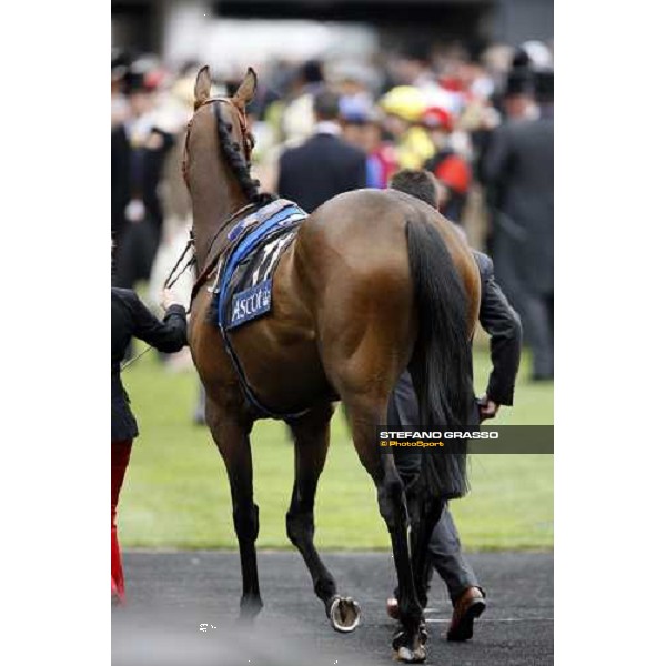Sabana Perdida enters the parade ring before winning the Windsor Forest Stakes Ascot, 2nd day, 18th june 2008 ph. Stefano Grasso
