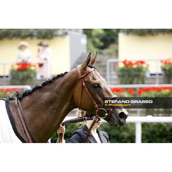 close up for Sabana Perdida in the winner circle of the Windsor Forest Stakes Ascot, 2nd day, 18th june 2008 ph. Stefano Grasso
