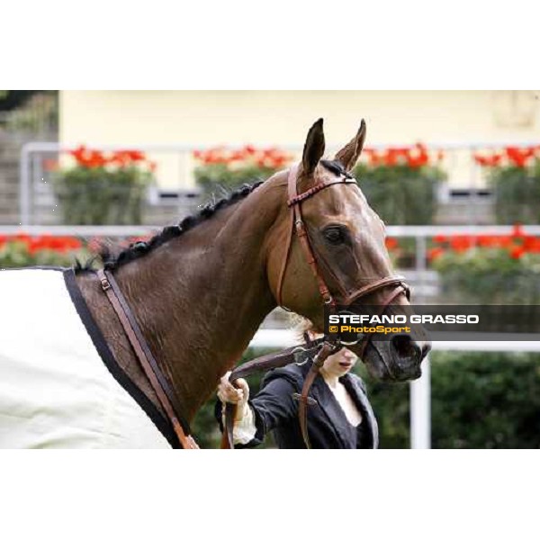 close up for Sabana Perdida in the winner circle of the Windsor Forest Stakes Ascot, 2nd day, 18th june 2008 ph. Stefano Grasso