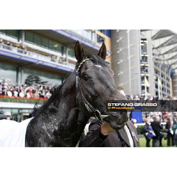 Royal Ascot - 5th day - a close up for Kingsgate Native winner of the Gold Jubilee Stakes Ascot, 20th june 2008 ph. Stefano Grasso