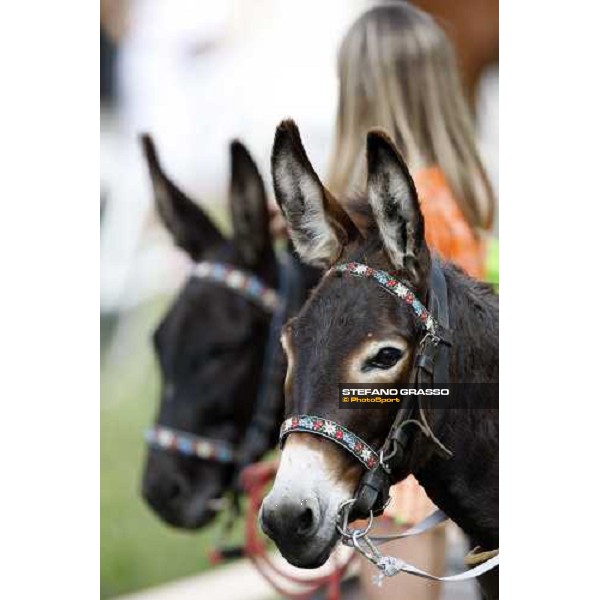 racing at Ljubljana racecourse Ljubljana, 6th july 2008 ph. Stefano Grasso