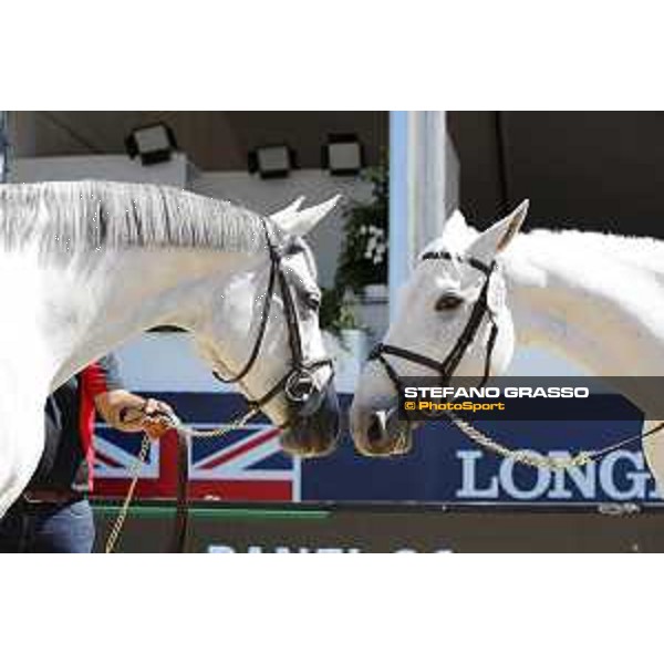 LGCT of London - Vet check - Paola 233 and Manodie II H - London, , 2 August 2018 - ph.Stefano Grasso/LGCT