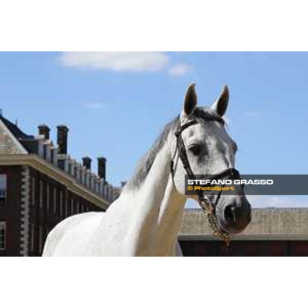 LGCT of London - Vet check - Cynar VA - London, , 2 August 2018 - ph.Stefano Grasso/LGCT