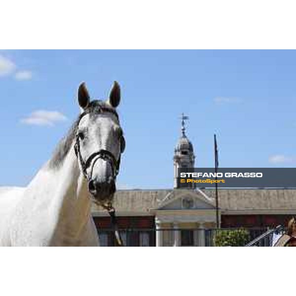LGCT of London - Vet check - Cynar VA - London, , 2 August 2018 - ph.Stefano Grasso/LGCT