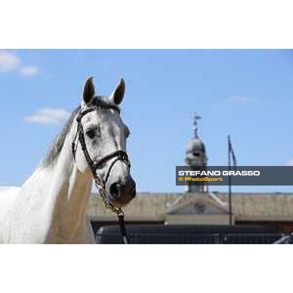 LGCT of London - Vet check - Cynar VA - London, , 2 August 2018 - ph.Stefano Grasso/LGCT