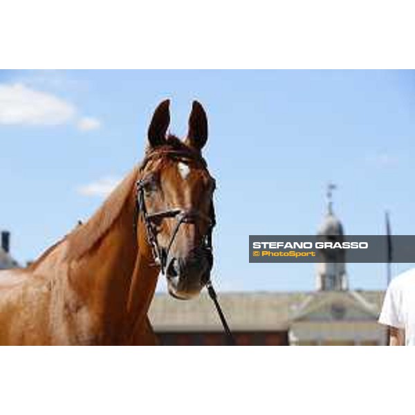 LGCT of London - Vet check - RMF Echo - London, , 2 August 2018 - ph.Stefano Grasso/LGCT