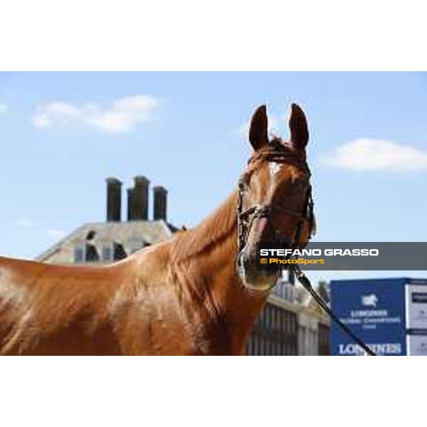 LGCT of London - Vet check - RMF Echo - London, , 2 August 2018 - ph.Stefano Grasso/LGCT