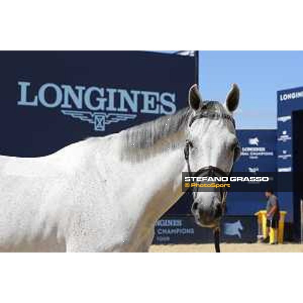 LGCT of London - Vet check - Cynar VA - London, , 2 August 2018 - ph.Stefano Grasso/LGCT