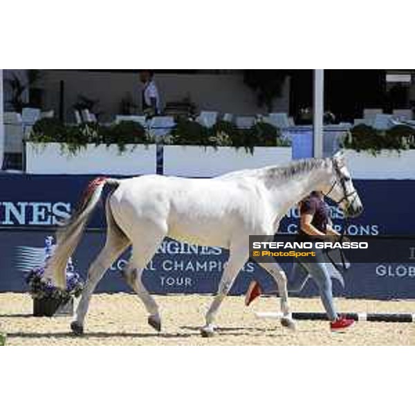 LGCT of London - Vet check - Cynar VA - London, , 2 August 2018 - ph.Stefano Grasso/LGCT