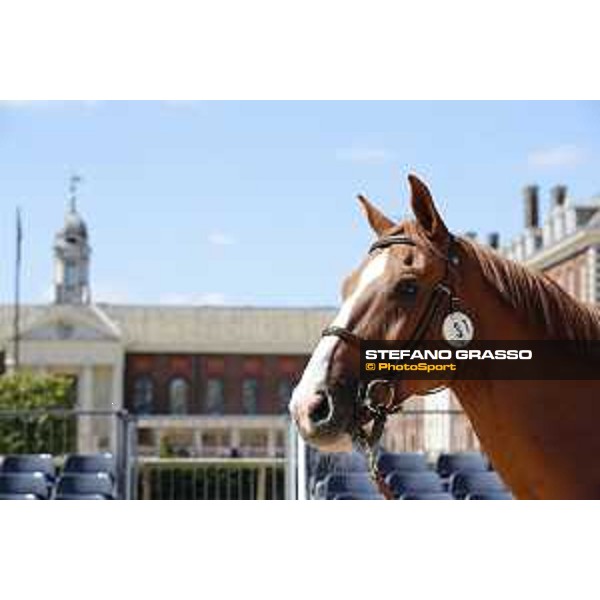 LGCT of London - Vet check - Chesall Zimequest - London, , 2 August 2018 - ph.Stefano Grasso/LGCT