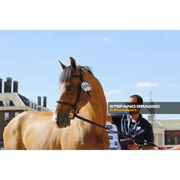 LGCT of London - Vet check - Hello Jefferson - London, , 2 August 2018 - ph.Stefano Grasso/LGCT