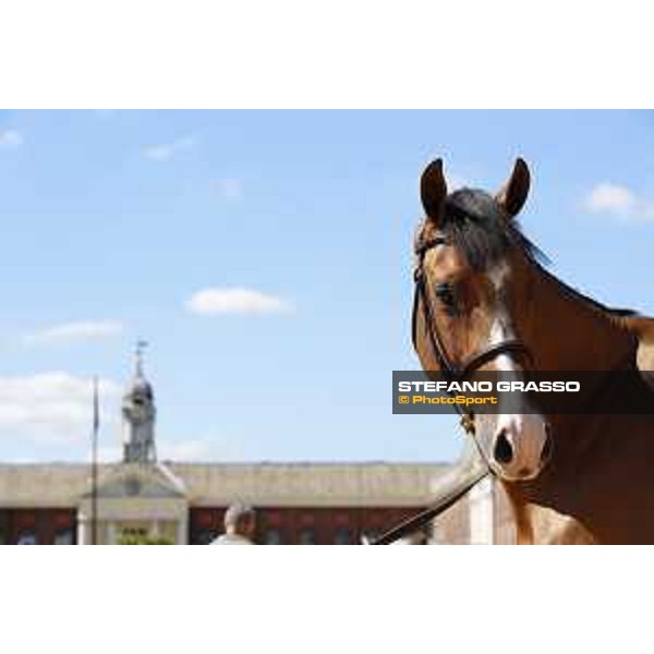 LGCT of London - Vet check - Hello Jefferson - London, , 2 August 2018 - ph.Stefano Grasso/LGCT