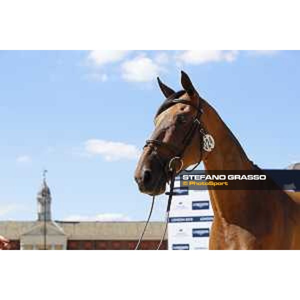 LGCT of London - Vet check - Winning Good - London, , 2 August 2018 - ph.Stefano Grasso/LGCT