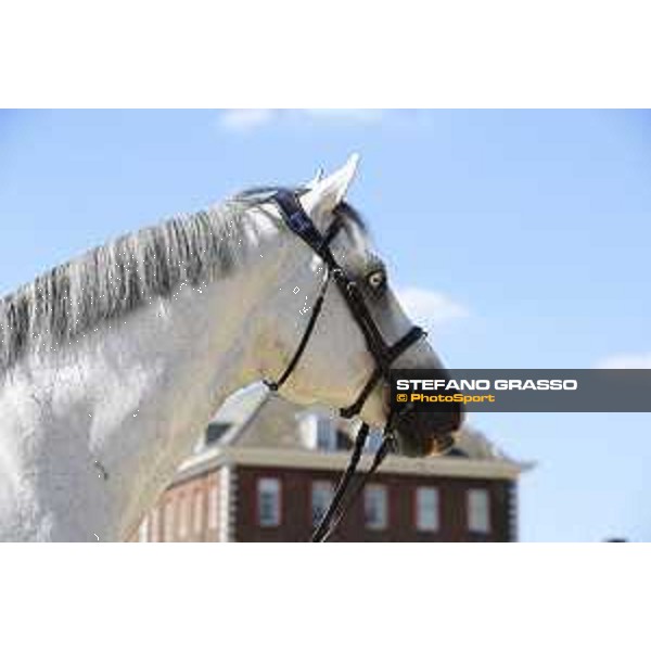 LGCT of London - Vet check - Caribis Z - London, , 2 August 2018 - ph.Stefano Grasso/LGCT
