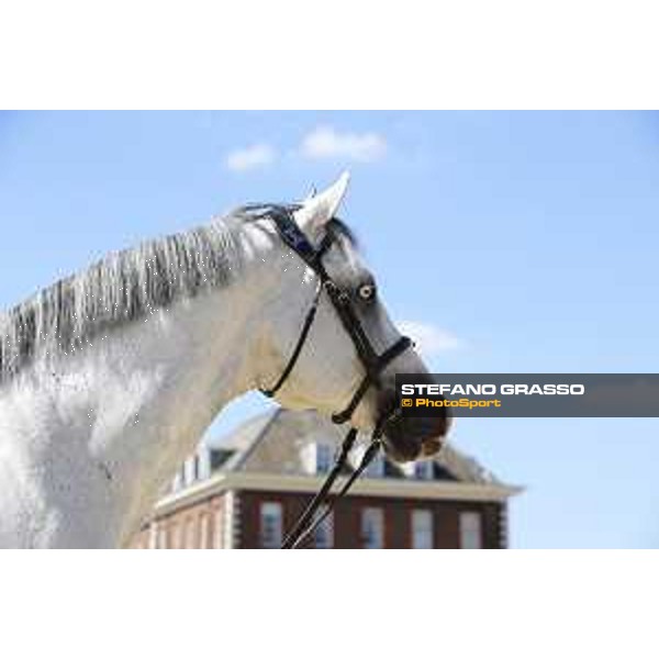 LGCT of London - Vet check - Caribis Z - London, , 2 August 2018 - ph.Stefano Grasso/LGCT