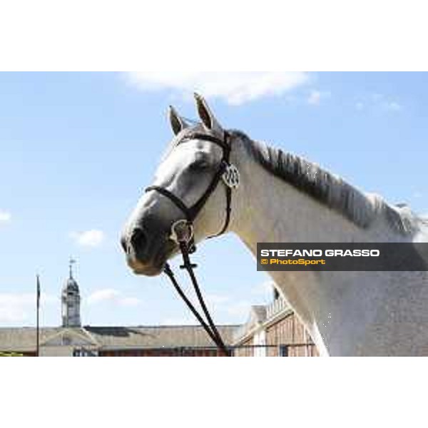 LGCT of London - Vet check - Gin Chin van het Lindenhof - London, , 2 August 2018 - ph.Stefano Grasso/LGCT