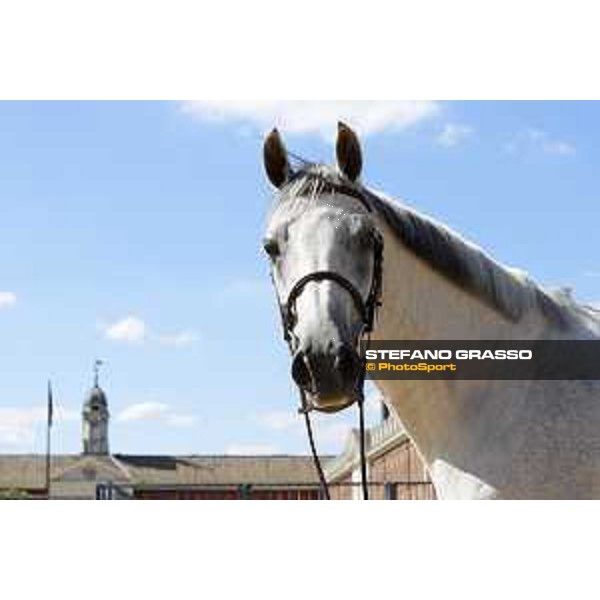 LGCT of London - Vet check - Gin Chin van het Lindenhof - London, , 2 August 2018 - ph.Stefano Grasso/LGCT