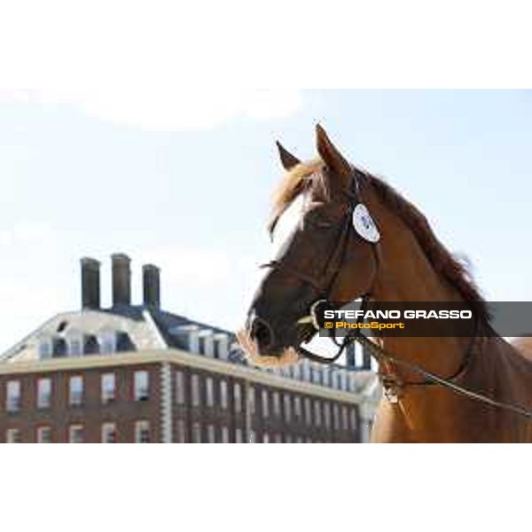 LGCT of London - Vet check - Halifax van het Kluizebos - London, , 2 August 2018 - ph.Stefano Grasso/LGCT