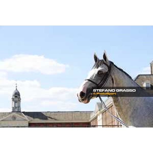 LGCT of London - Vet check - Cassinis Chaplin - London, , 2 August 2018 - ph.Stefano Grasso/LGCT