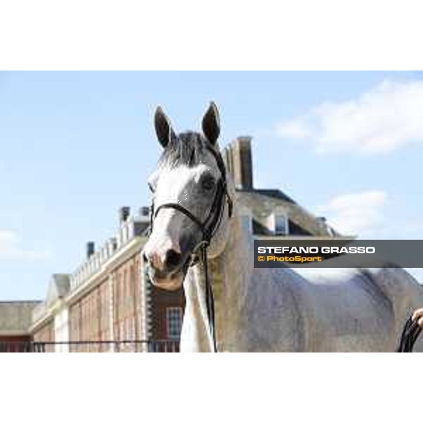 LGCT of London - Vet check - Cassinis Chaplin - London, , 2 August 2018 - ph.Stefano Grasso/LGCT