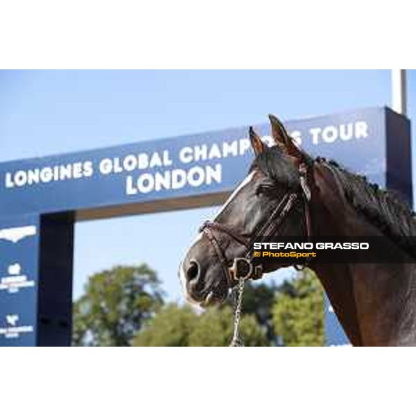 LGCT of London - Vet check - Chilli Willi - London, , 2 August 2018 - ph.Stefano Grasso/LGCT