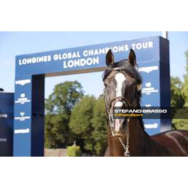 LGCT of London - Vet check - Chilli Willi - London, , 2 August 2018 - ph.Stefano Grasso/LGCT