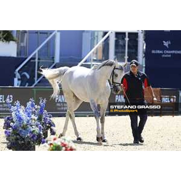 LGCT of London - Vet check - Paola 233 - London, , 2 August 2018 - ph.Stefano Grasso/LGCT