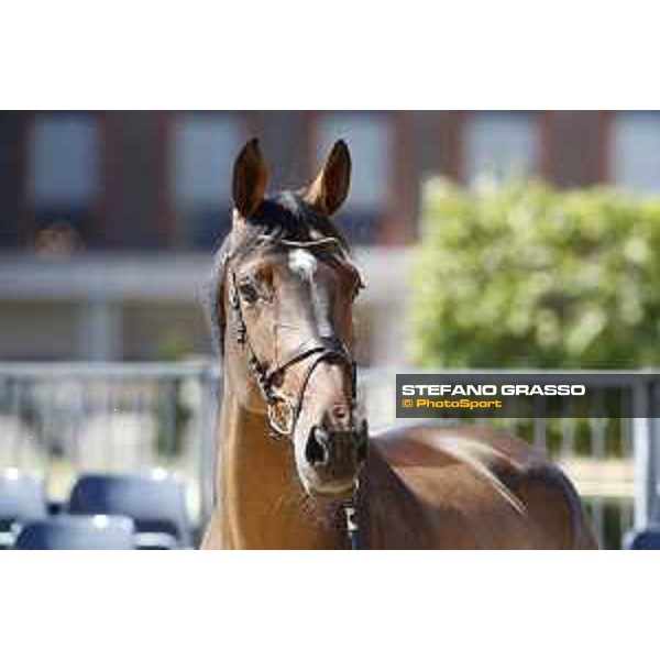LGCT of London - Vet check - London, , 2 August 2018 - ph.Stefano Grasso/LGCT