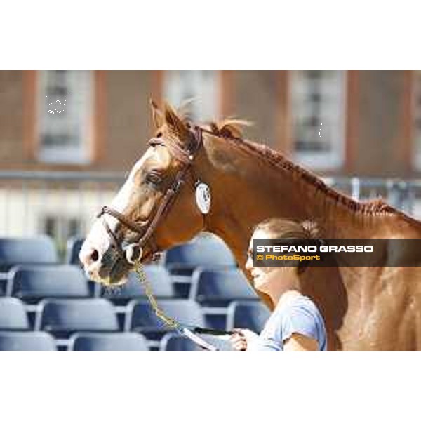 LGCT of London - Vet check - Hercules By Immofluisteraar - London, , 2 August 2018 - ph.Stefano Grasso/LGCT