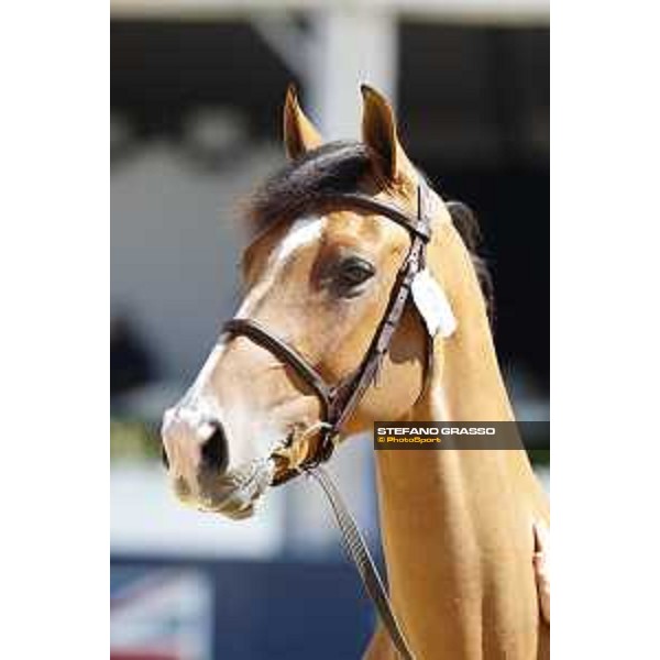 LGCT of London - Vet check - Hello Jefferson - London, , 2 August 2018 - ph.Stefano Grasso/LGCT