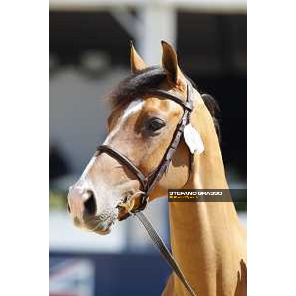 LGCT of London - Vet check - Hello Jefferson - London, , 2 August 2018 - ph.Stefano Grasso/LGCT
