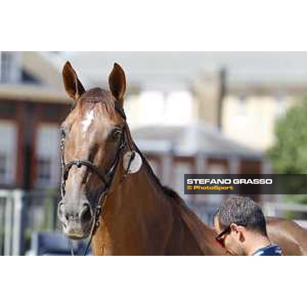 LGCT of London - Vet check - London, , 2 August 2018 - ph.Stefano Grasso/LGCT