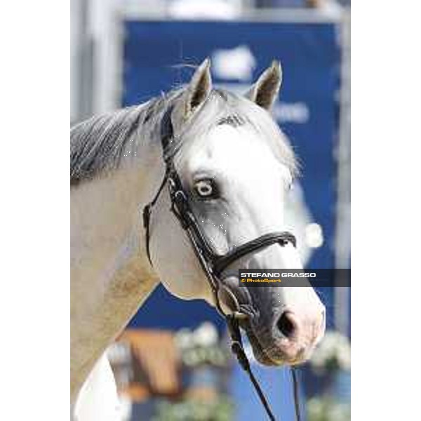 LGCT of London - Vet check - Caribis Z - London, , 2 August 2018 - ph.Stefano Grasso/LGCT