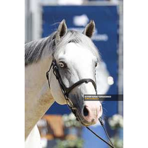 LGCT of London - Vet check - Caribis Z - London, , 2 August 2018 - ph.Stefano Grasso/LGCT
