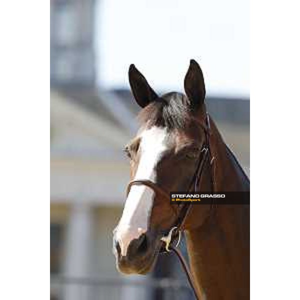LGCT of London - Vet check - Idi Utopia - London, , 2 August 2018 - ph.Stefano Grasso/LGCT