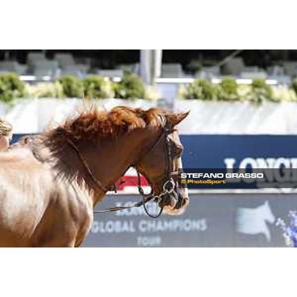 LGCT of London - Vet check - Halifax van het Kluizebos - London, , 2 August 2018 - ph.Stefano Grasso/LGCT