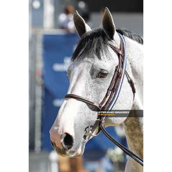 LGCT of London - Vet check - Cassinis Chaplin - London, , 2 August 2018 - ph.Stefano Grasso/LGCT