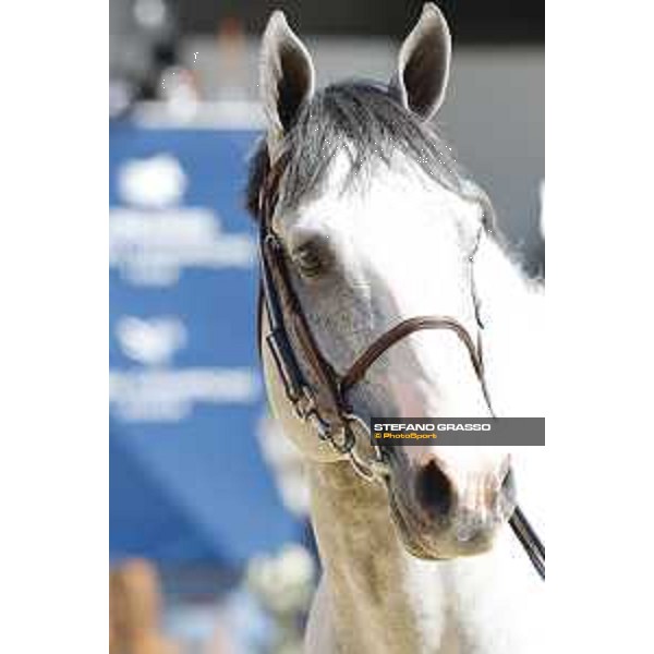 LGCT of London - Vet check - Cassinis Chaplin - London, , 2 August 2018 - ph.Stefano Grasso/LGCT