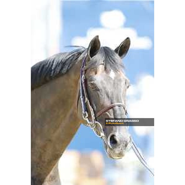 LGCT of London - Vet check - Argento - London, , 2 August 2018 - ph.Stefano Grasso/LGCT