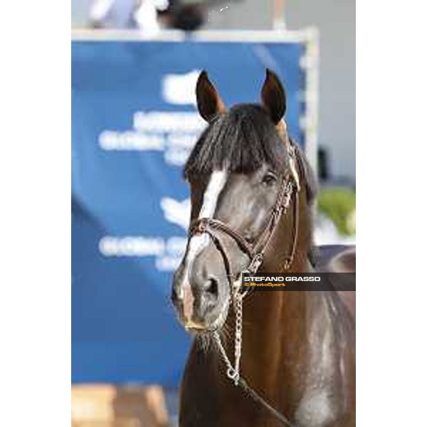 LGCT of London - Vet check - Chilli Willi - London, , 2 August 2018 - ph.Stefano Grasso/LGCT