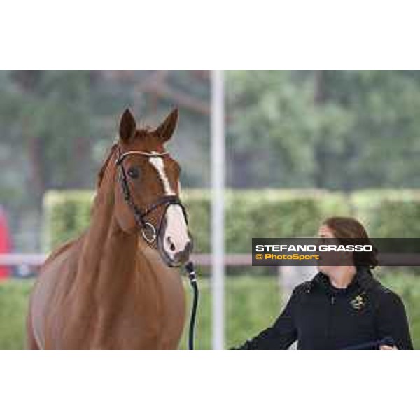 LGCT of Valkenswaard - Vet check - Fair Light van\'T Heike - Valkenswaard, Stal Tops, 9 August 2018 - ph.Stefano Grasso/LGCT