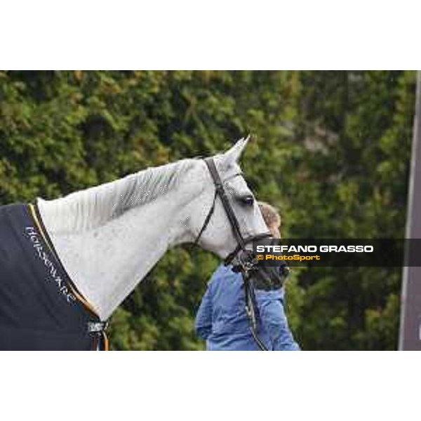 LGCT of Valkenswaard - Vet check - VDL Groep Beauty - Valkenswaard, Stal Tops, 9 August 2018 - ph.Stefano Grasso/LGCT