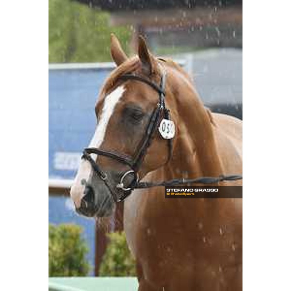 LGCT of Valkenswaard - Vet check - Tobago Z - Valkenswaard, Stal Tops, 9 August 2018 - ph.Stefano Grasso/LGCT