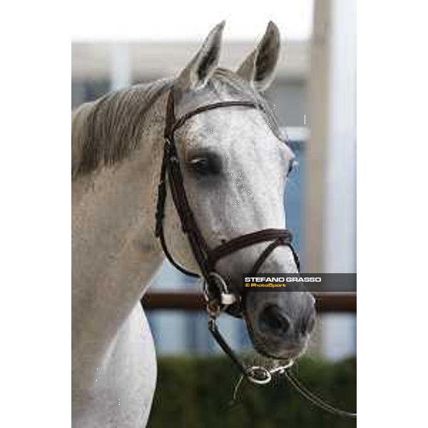 LGCT of Valkenswaard - Vet check - VDL Grope Beauty - Valkenswaard, Stal Tops, 9 August 2018 - ph.Stefano Grasso/LGCT