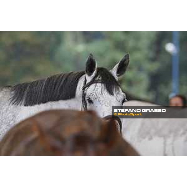 LGCT of Valkenswaard - Vet check - - Valkenswaard, Stal Tops, 9 August 2018 - ph.Stefano Grasso/LGCT