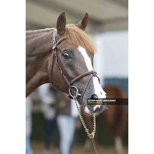 LGCT of Valkenswaard - Vet check - Quabri de l\'Isle - Valkenswaard, Stal Tops, 9 August 2018 - ph.Stefano Grasso/LGCT