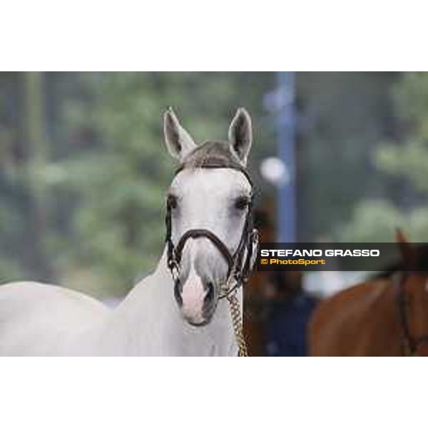 LGCT of Valkenswaard - Vet check - Clooney - Valkenswaard, Stal Tops, 9 August 2018 - ph.Stefano Grasso/LGCT