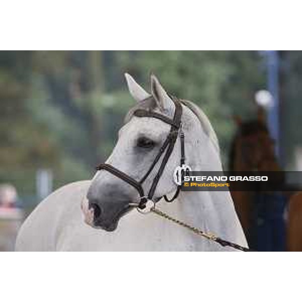 LGCT of Valkenswaard - Vet check - Clooney - Valkenswaard, Stal Tops, 9 August 2018 - ph.Stefano Grasso/LGCT