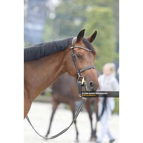 LGCT of Valkenswaard - Vet check - California - Valkenswaard, Stal Tops, 9 August 2018 - ph.Stefano Grasso/LGCT