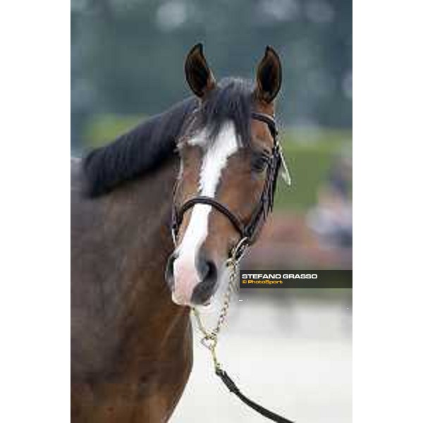 LGCT of Valkenswaard - Vet check - Hello Shelby - Valkenswaard, Stal Tops, 9 August 2018 - ph.Stefano Grasso/LGCT